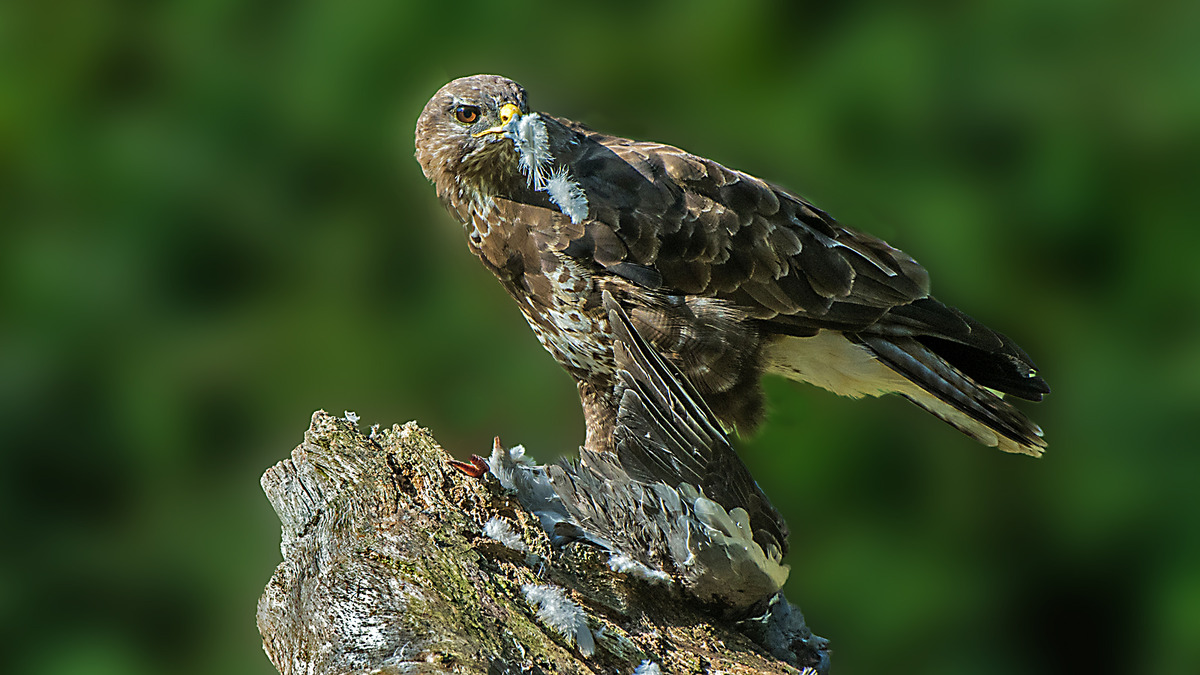 24 Buzzard with Wood Pigeon